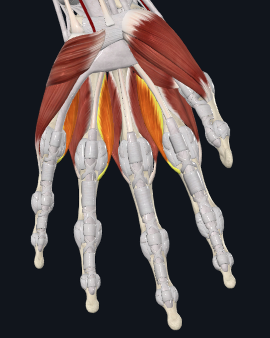 <p>What muscles are these</p>