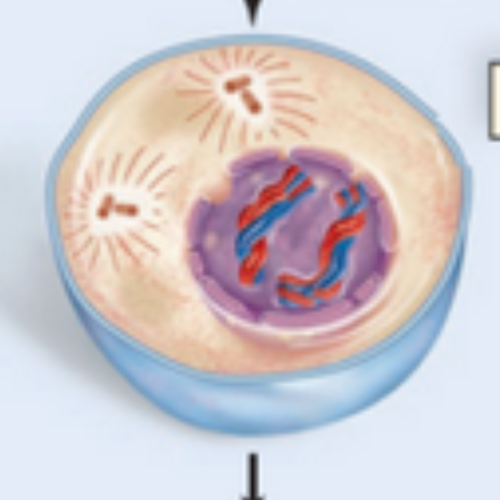 <p>What phase of meiosis is happening here?</p>