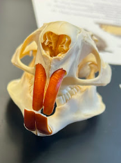 <p>Nutria</p><p>Echimyidae</p><p><em>Myocastor coypus</em></p>