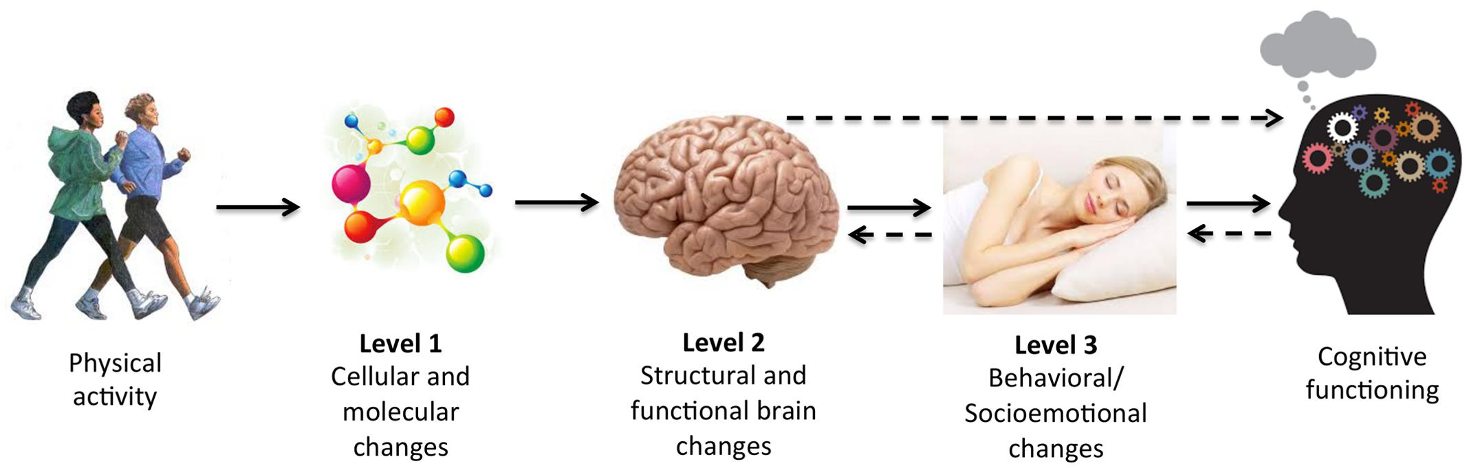 <p>Physical fitness is linked to ____ performance throughout adulthood. Young adults who demonstrate high levels of cardiovascular fitness tend to perform better on measures of cognitive abilities, such as attention, reaction time, working memory, and processing speed than low-fitness young adults.</p>