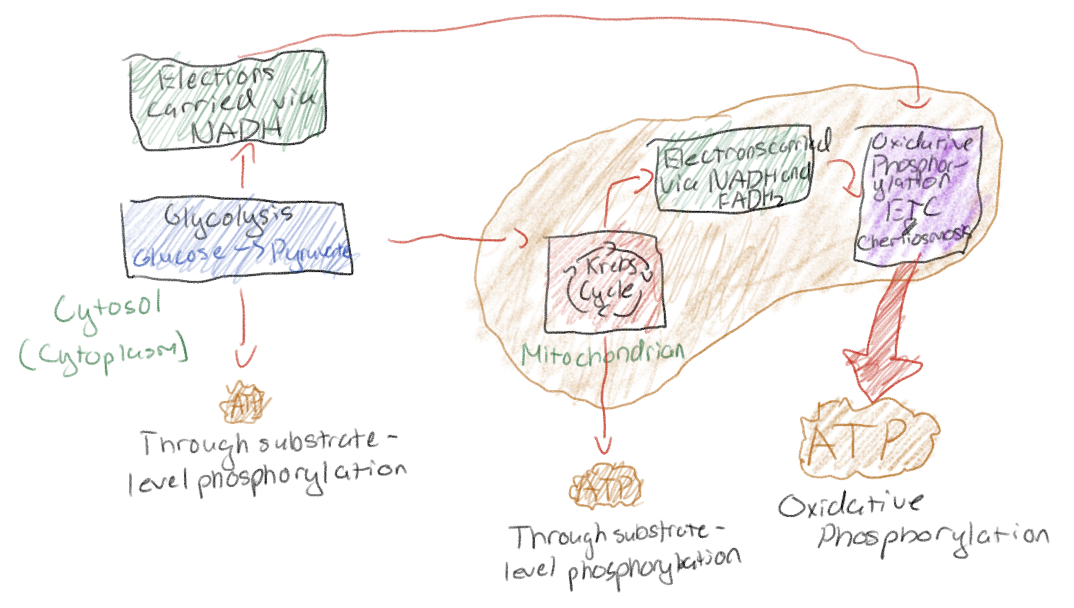 <p>Glycolysis - Catabolic pathway occurring in cytosol</p><p>The Citric Acid Cycle - Catabolic pathway occurring in mitochondria</p><p>Oxidative Phosphorylation (Includes both the electron transport chain and chemiosmosis) - harvest of energy from electrons from steps 1 and 2; occurs in mitochondria</p>
