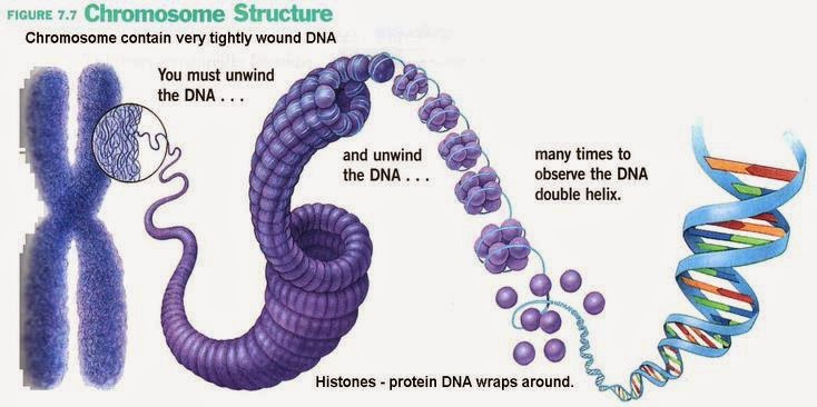 <ul><li><p>DNA wraps at regular intervals around proteins called histones (like a yo-yo or spool)</p></li><li><p>This spool is known as a nucleosome</p></li><li><p>Then it coils like an old phone cord</p></li></ul><p></p>