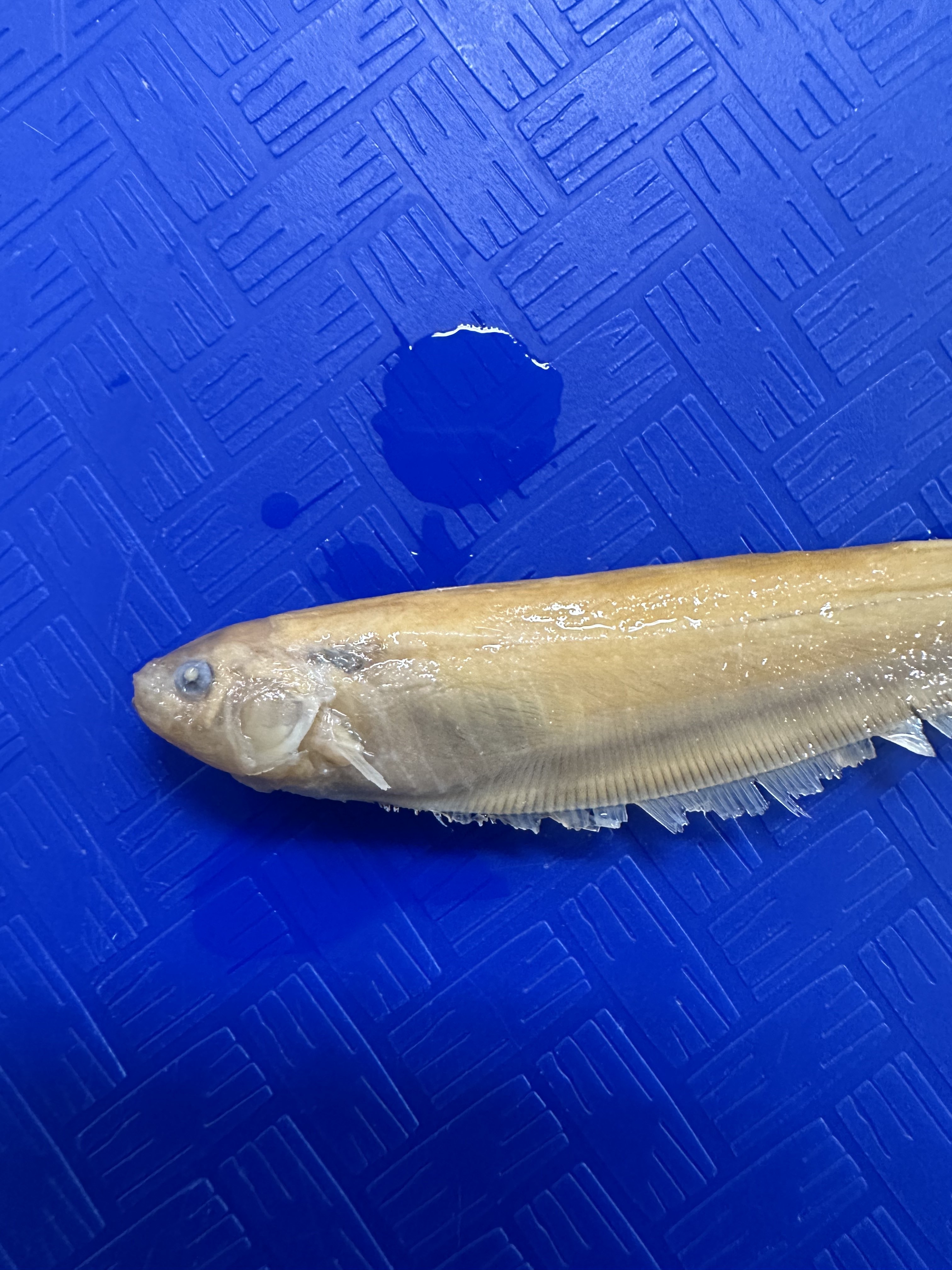 <p>Apteronotidae (ghost knifefishes) </p>