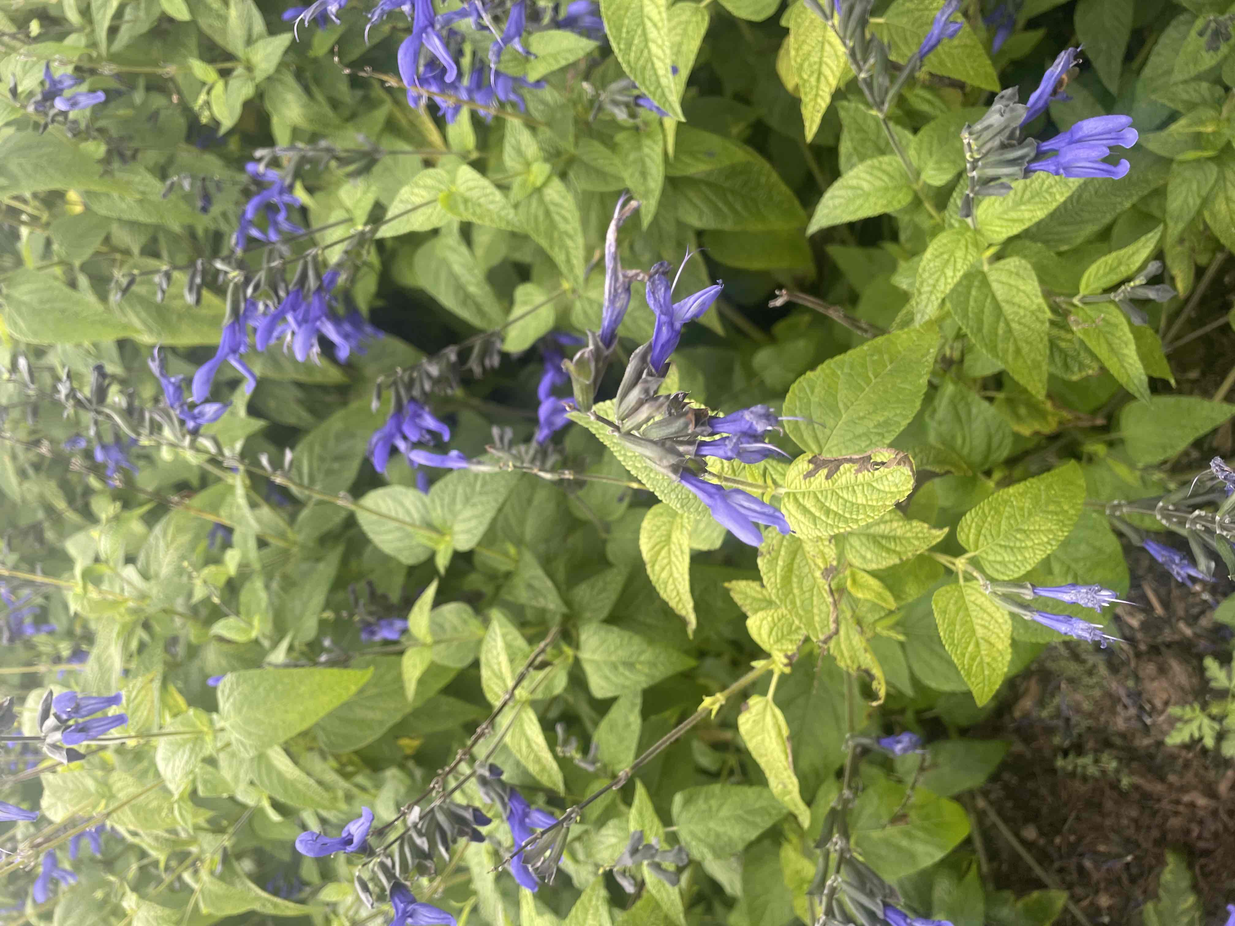 <p>Salvia guaranitica ‘Black and Blue’</p>