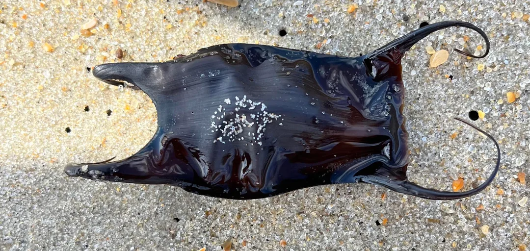 <p>Oviparous, hard-shelled eggs called mermaid's purse</p>