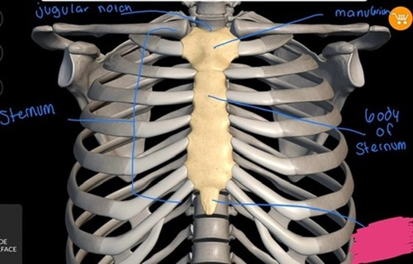 knowt flashcard image