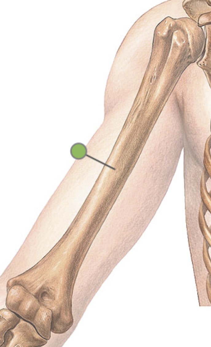 <p>What bone is the upper arm?</p>