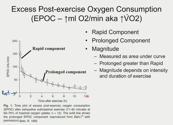 \- rapid component

\- prolonged component

\- magnitude

\~ measured as area under curve

\~ prolonged greater than Rapid

\~ magnitude depends on intensity and duration of exercise
