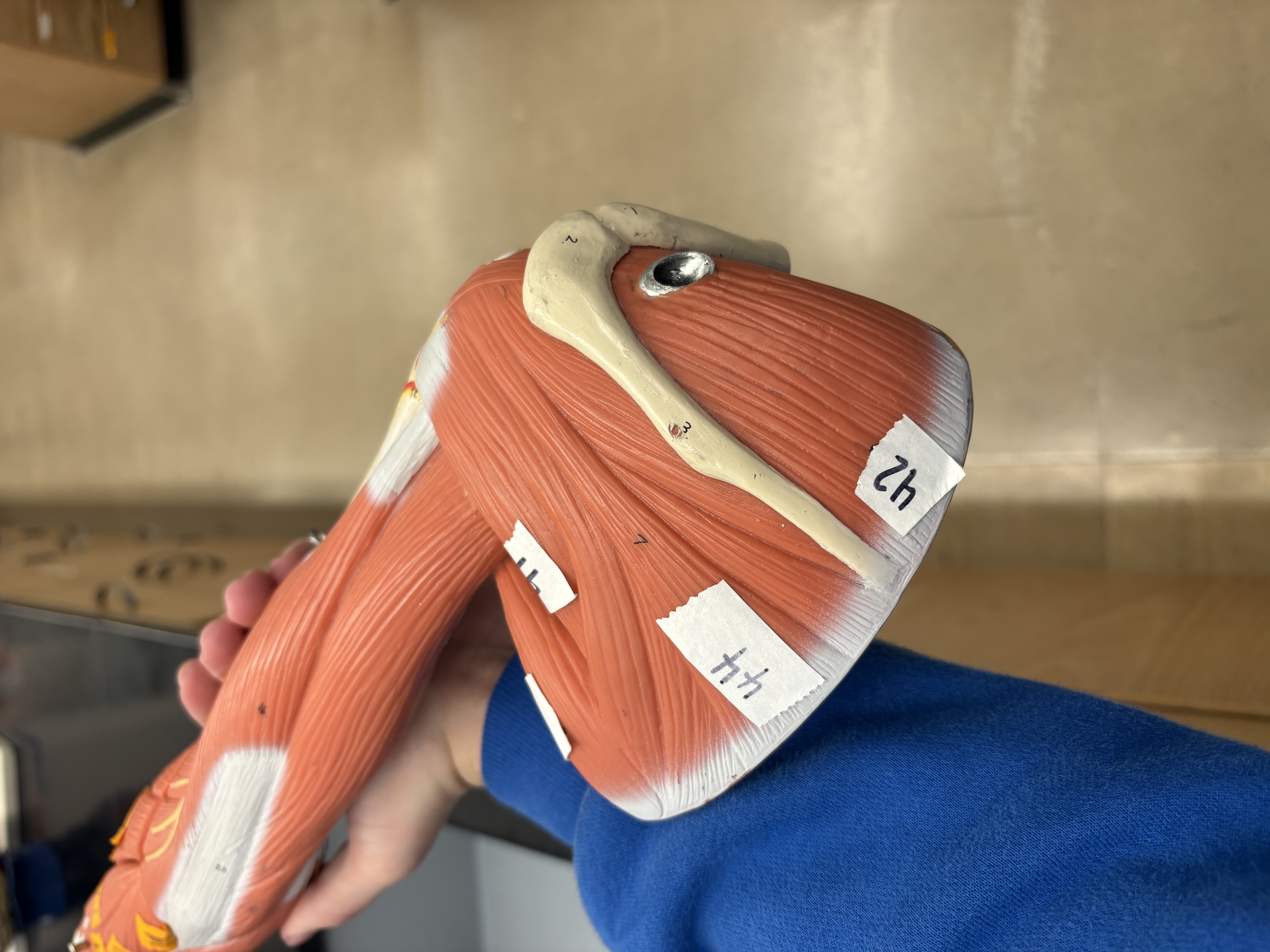 <p>rotates arm medially (44)</p>