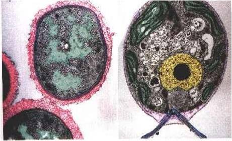 <p>single-celled organisms that do not have a membrane-bound nucleus - on the left</p>