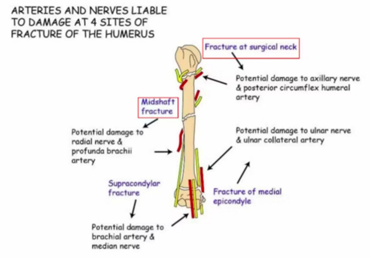 <p>Median nerve </p>