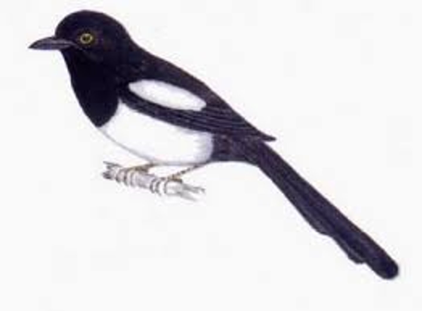 <p>magpie</p>