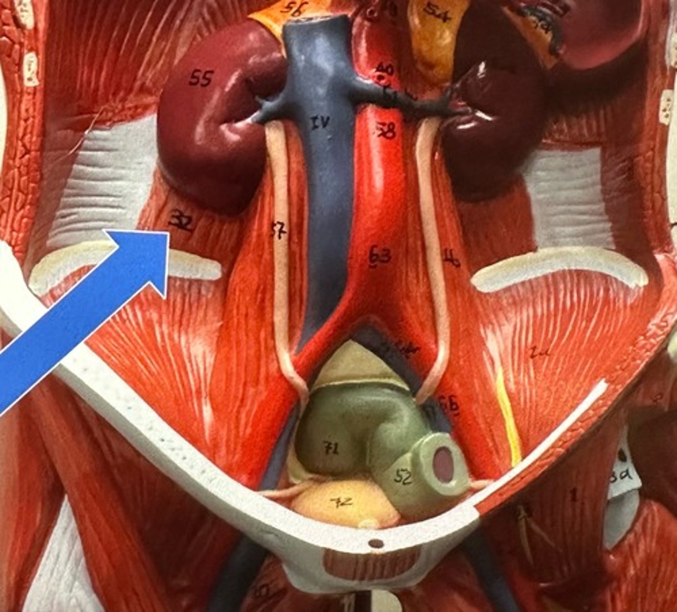 <p>Quadrants Lumborum</p>
