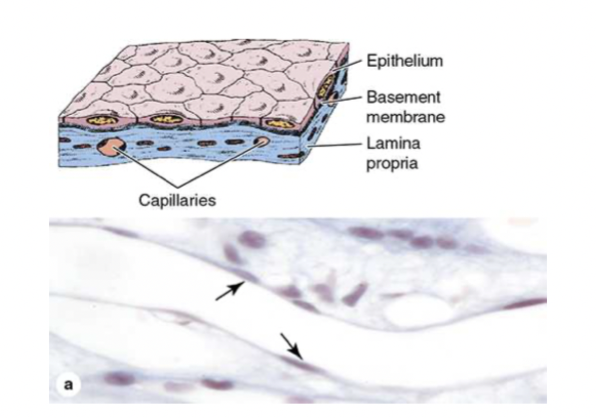 <p>single cell layer</p>