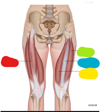 <p>name the blue muscle</p>