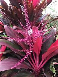 <p>Ti Plant</p>