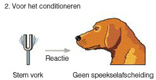 <p>Welke stimulus en reactie?</p>