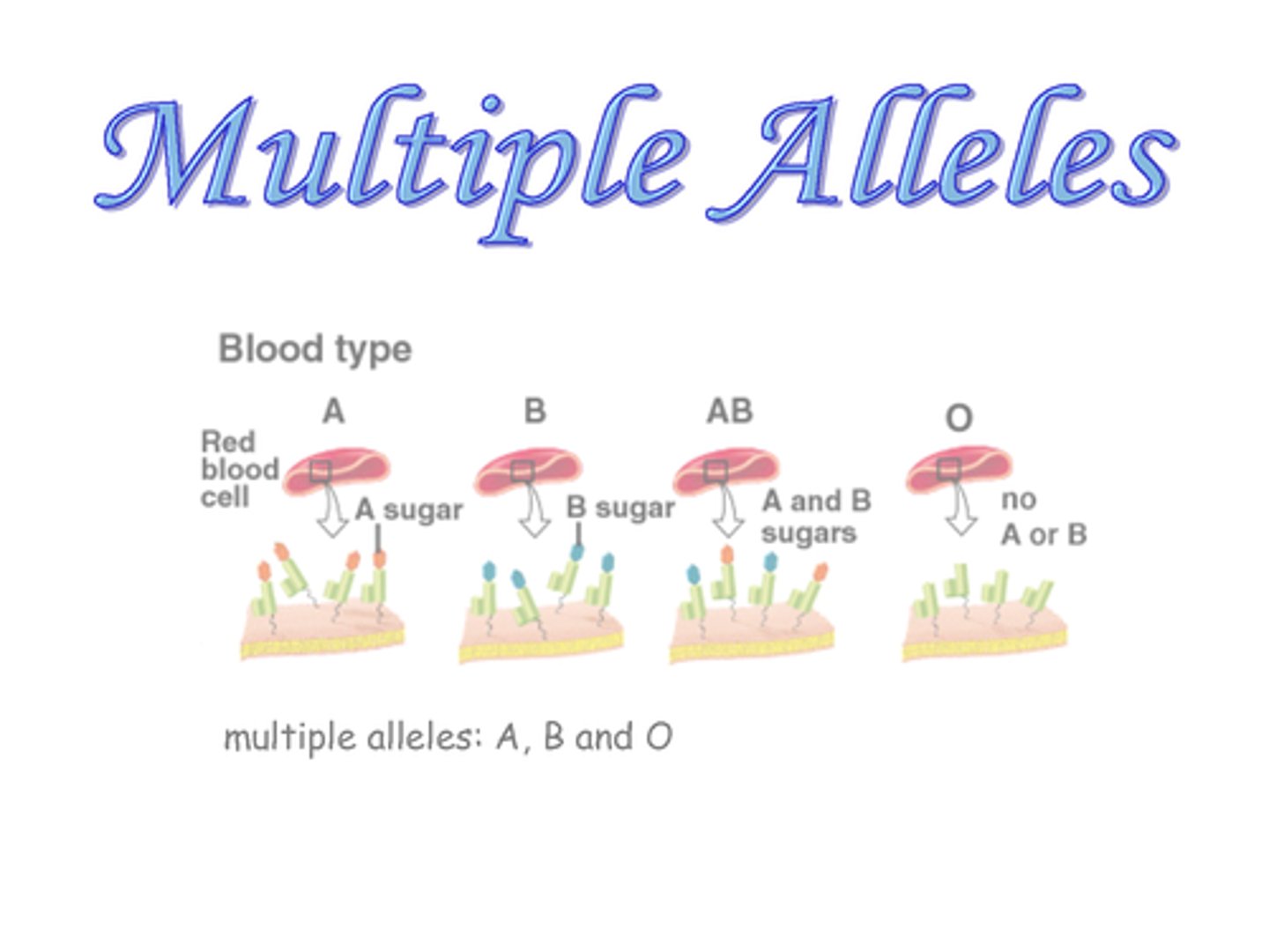 <p>A gene that has more than two alleles</p>
