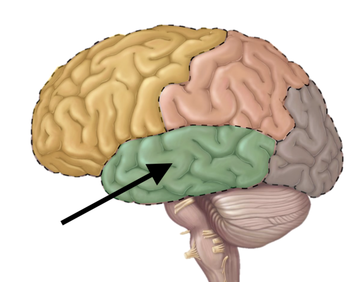 <p>Name the lobe</p>