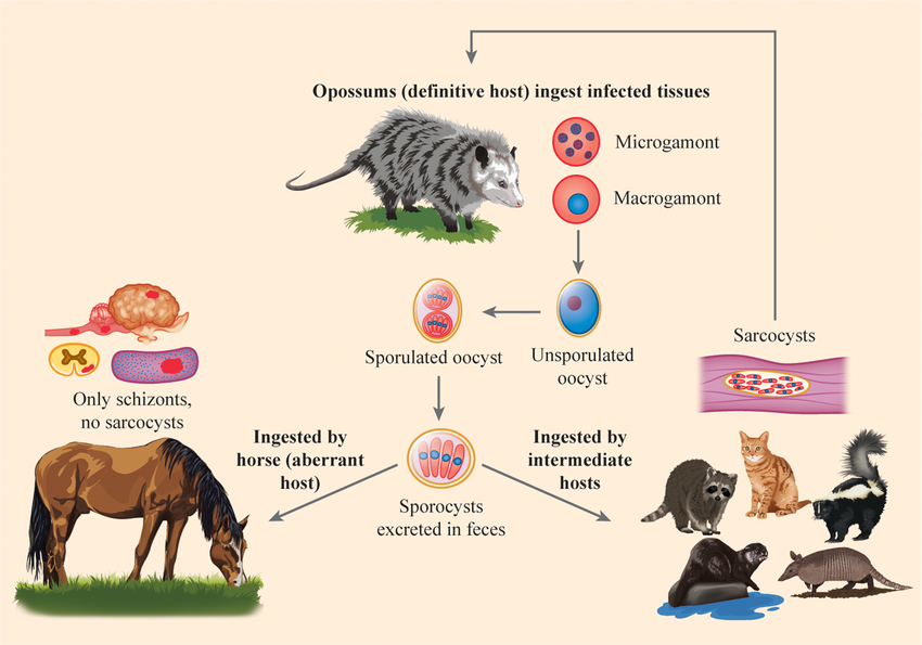 <p>This is the life cycle of?</p>