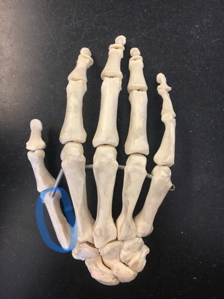 <p>thumb (pollex)</p>