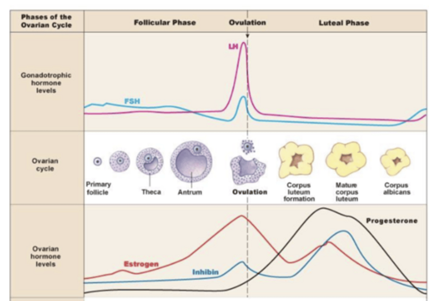 <p>describe the steps of the ovarian cycle from having few follicles to making a dominant follicle</p>