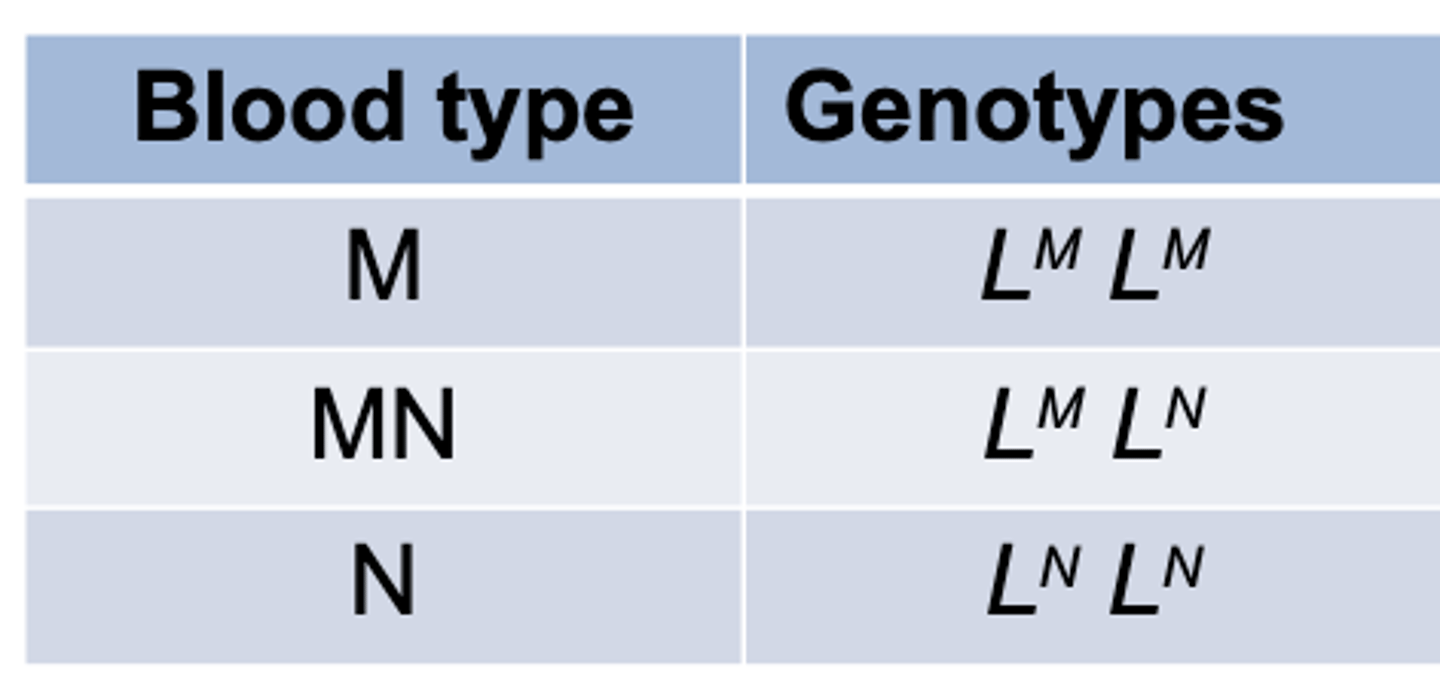<p>What are the 2 alleles of the MN system? they are codominant!</p>