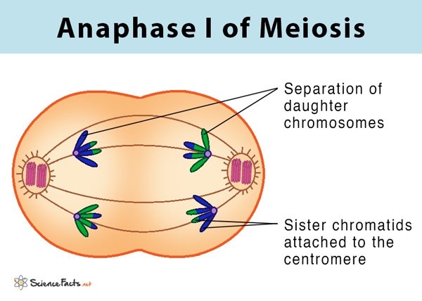 <ol><li><p>chromosomes in each bivalent separate and spindle fibres pull them to opposite poles of cell</p></li><li><p>each pole receive one chromosome from a homologous pair</p></li><li><p>it will be a random mixture of maternal and paternal chromosomes (independent assortment)</p></li></ol><p></p>