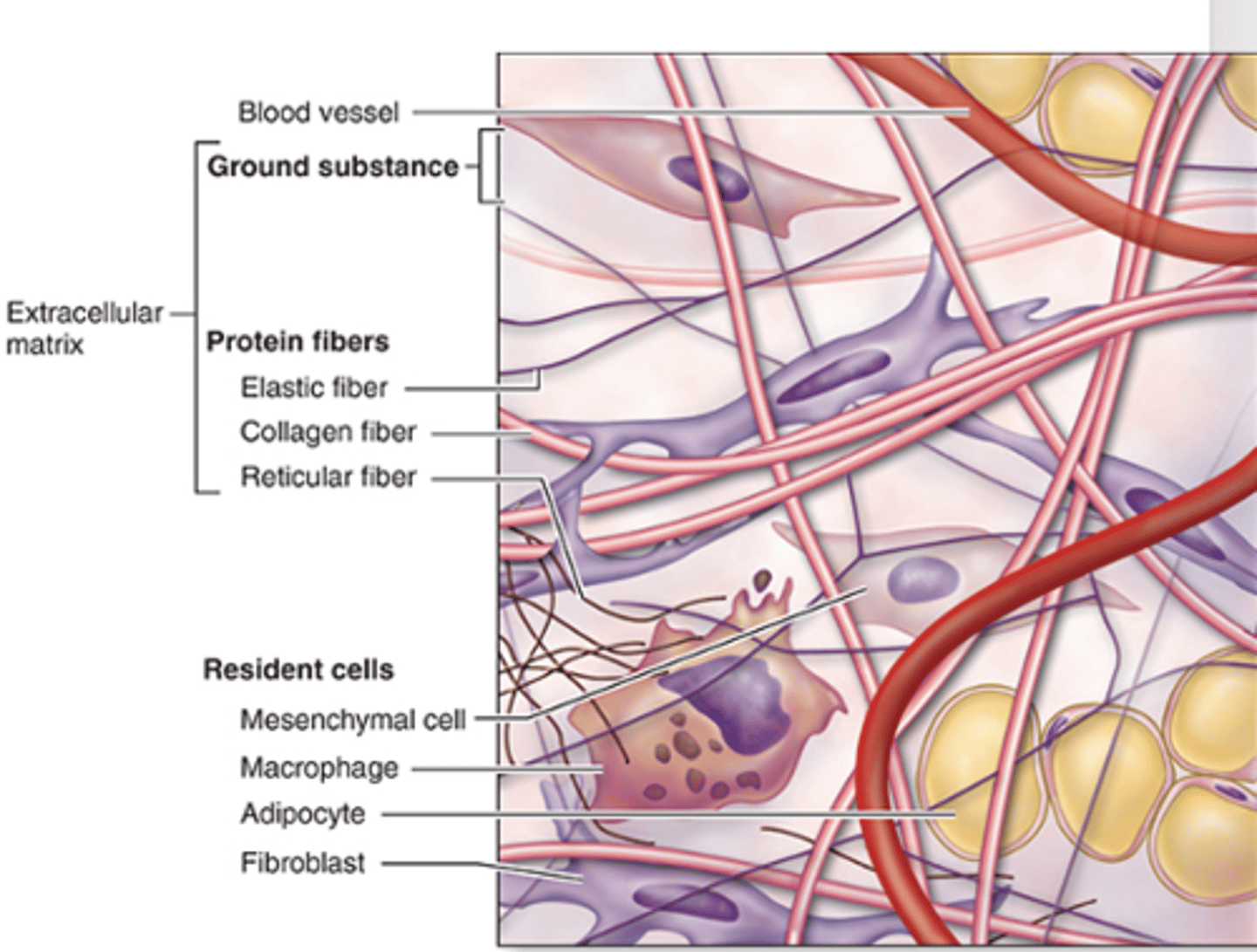 <p>What is the major constituent of connective tissue?***</p>