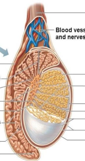 <p>parts of testicle</p>