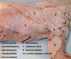 <p>Origin: Dorsal Fascia of the thorax</p><p>Insertion: Medial surface of the humerus</p><p>Action: Pulls humerus backward</p>