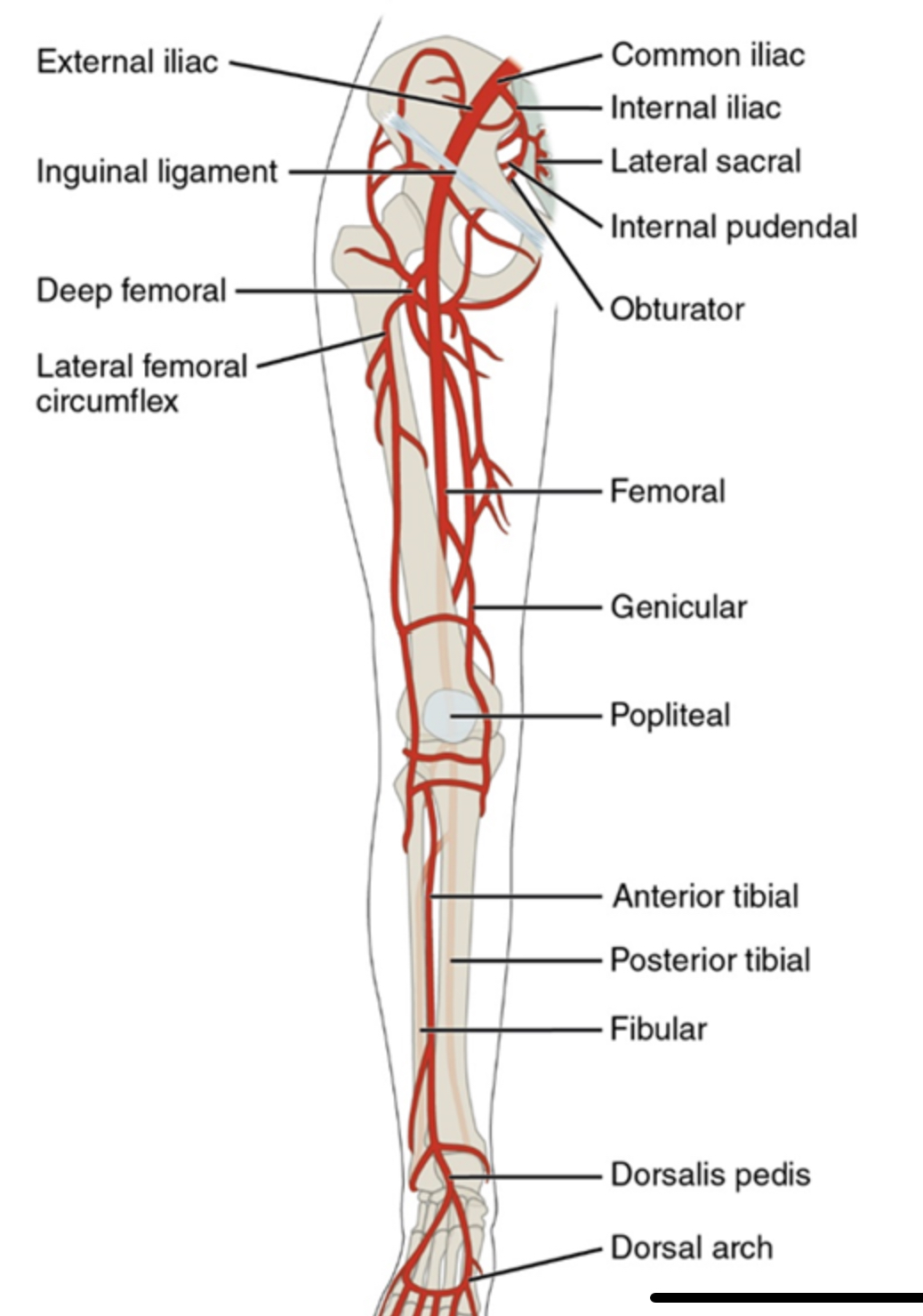 <ul><li><p>from the abdominal aorta → common iliac</p><ul><li><p>internal - into pelvis</p></li><li><p>external → femoral → popliteal(back of knee) → anterior and postural tibial</p></li></ul></li></ul>