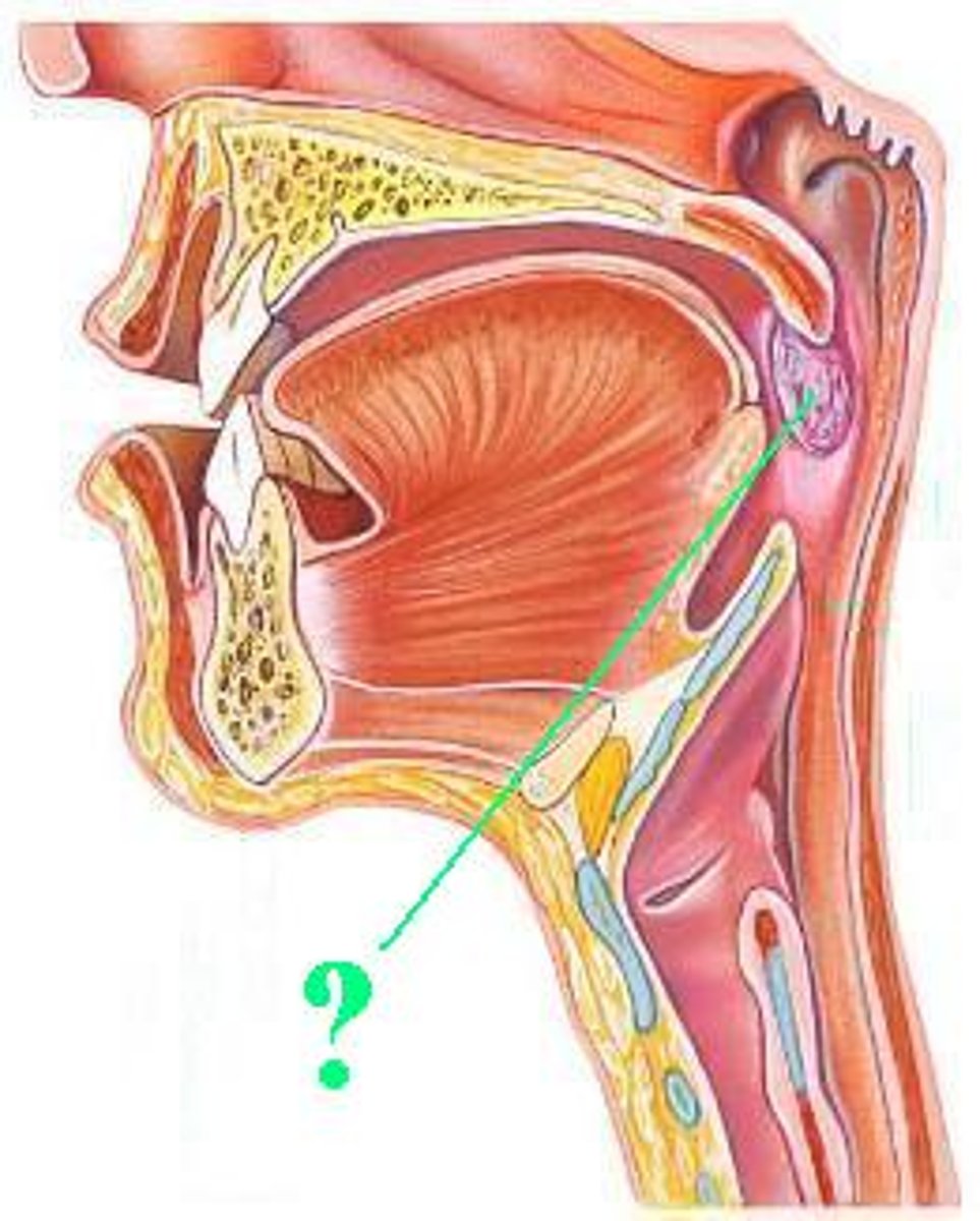 <p>Identify the indicated structure.</p>