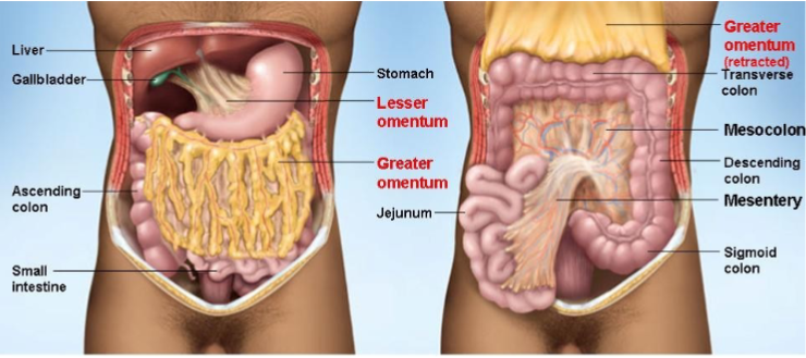 <ul><li><p>runs from liver to lesser curvature of stomach, where it becomes continuous with visceral peritoneum </p></li></ul><p></p>