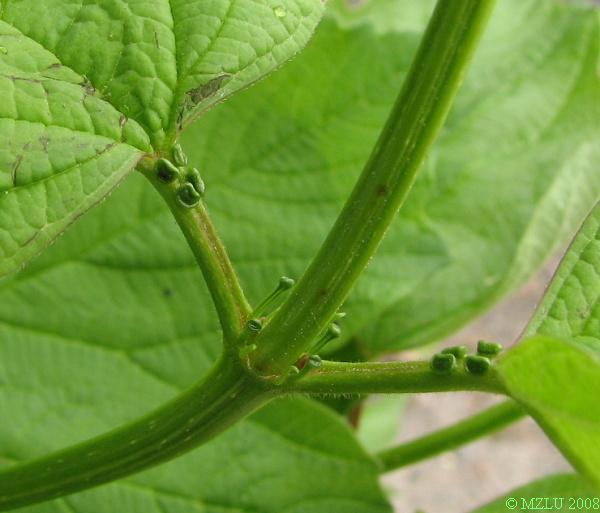 <p><span><em>Viburnum opulus</em></span></p>