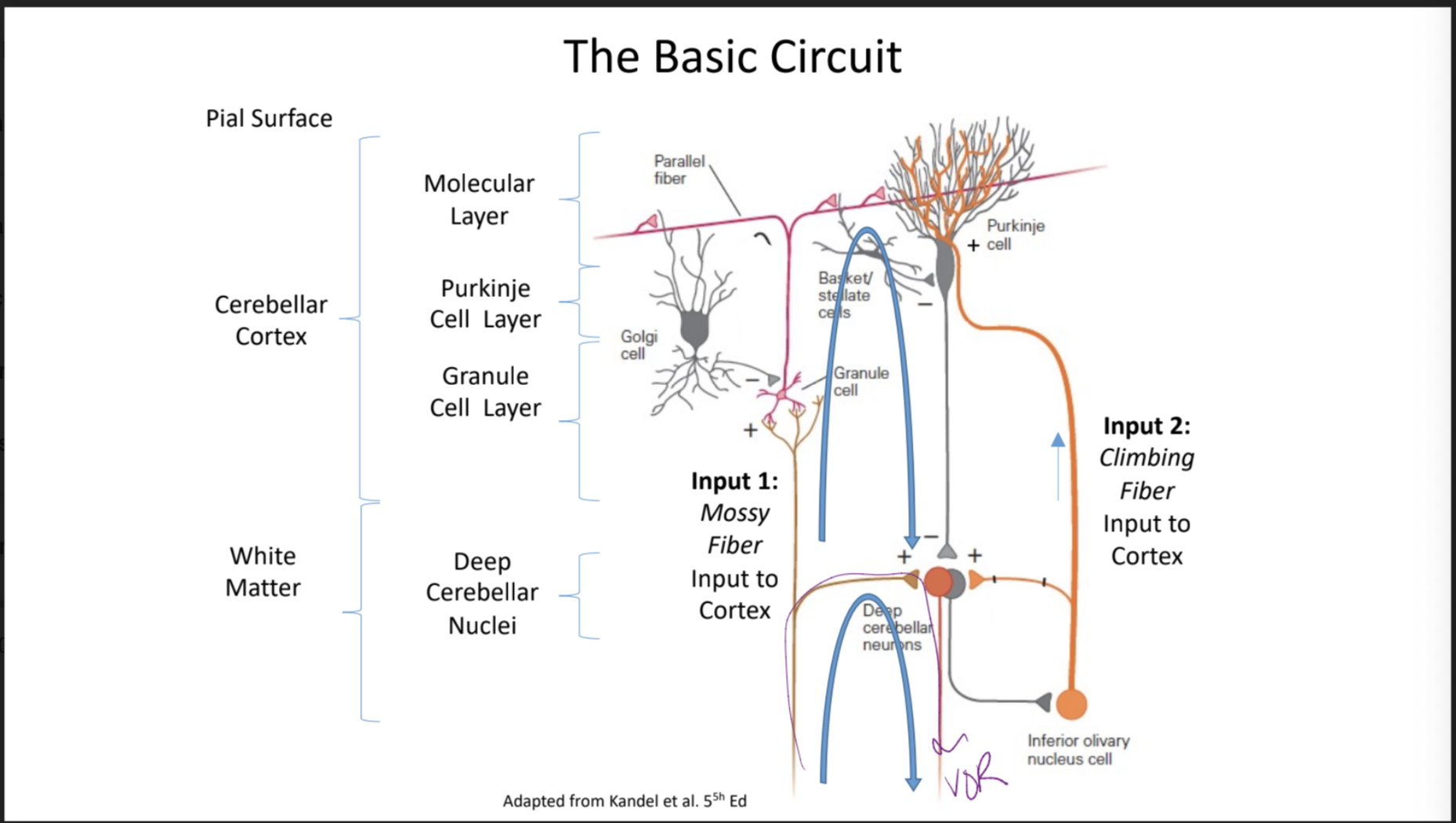 * consists of 3 layers organized into repeated sagittal zones → 2 inputs, 1 output
  * input 1: mossy fiber input to cortex
  * input 2: climbing fiber input to cortex
* three layers: molecular layer (its interneurons are all inhibitory), granule layer, and white matter
* purkinje cell in its own layer (purkinje cell layer) sends the output to basket cells or stellate cells in molecular layer → has spontaneous activity → bifurcates and goest to other places
* granule cell in granular layer has no spontaneous activity → produces parallel fibers in molecular layer → weak and need lots to send input
* basic circuit in picture