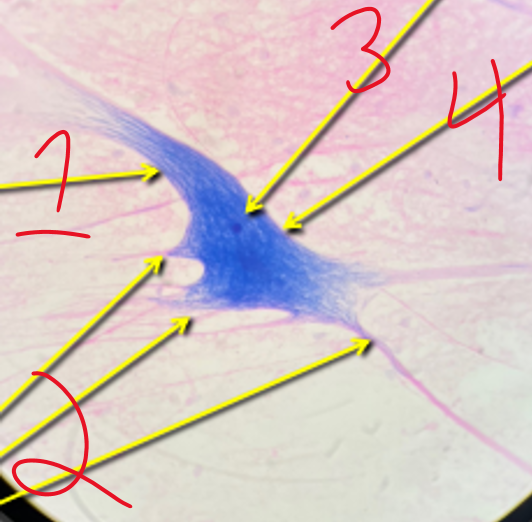 <p>qu’est-ce qui est présenter dans l’image?? (+ identification)</p>
