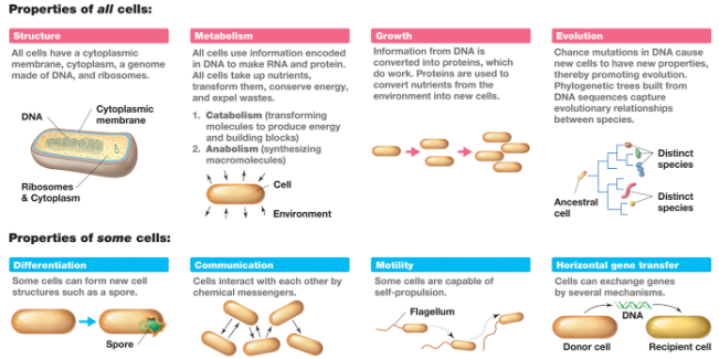 <ul><li><p><span>Can become different types of cells</span></p><ul><li><p><span>Endospores</span></p><ul><li><p><span>Typically triggered by a crappy environment (too cold, hot, treated incorrectly, etc.)</span></p></li><li><p><span>Tough sugary coat and some ribosomes, really tough seed, goes dormant&nbsp;</span></p></li><li><p><span>Better place with better nutrients = new home and can grow&nbsp;</span></p></li><li><p><span>Autoclave is the only way we can destroy it&nbsp;</span></p></li></ul></li></ul></li><li><p><span>Can talk to each other&nbsp;</span></p><ul><li><p><span>Corum sensing&nbsp;</span></p></li></ul></li><li><p><span>Motility&nbsp;</span></p><ul><li><p><span>Some move</span></p></li><li><p><span>Single flagella, some have multiple</span></p><ul><li><p><span>Same movement as sperm</span></p></li></ul></li></ul></li></ul><p></p>