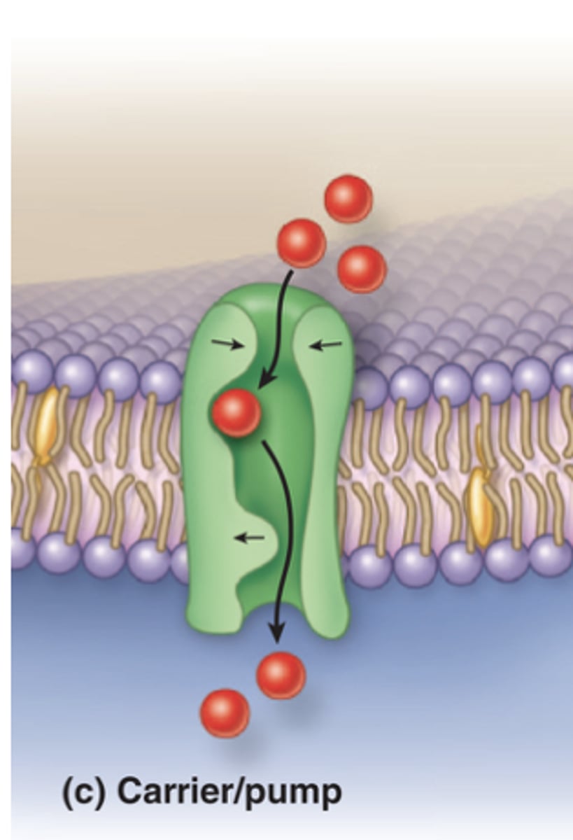 <p>How do carrier proteins function in passive transport?</p>