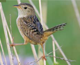 <p><span><span>Cistothorus platensis </span></span></p>