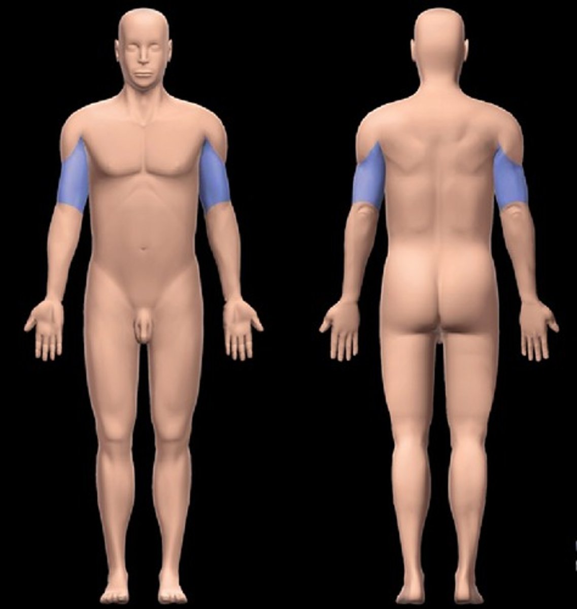 <p>arm (shoulder to elbow)</p>