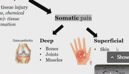 <p>under nociceptive pain</p>