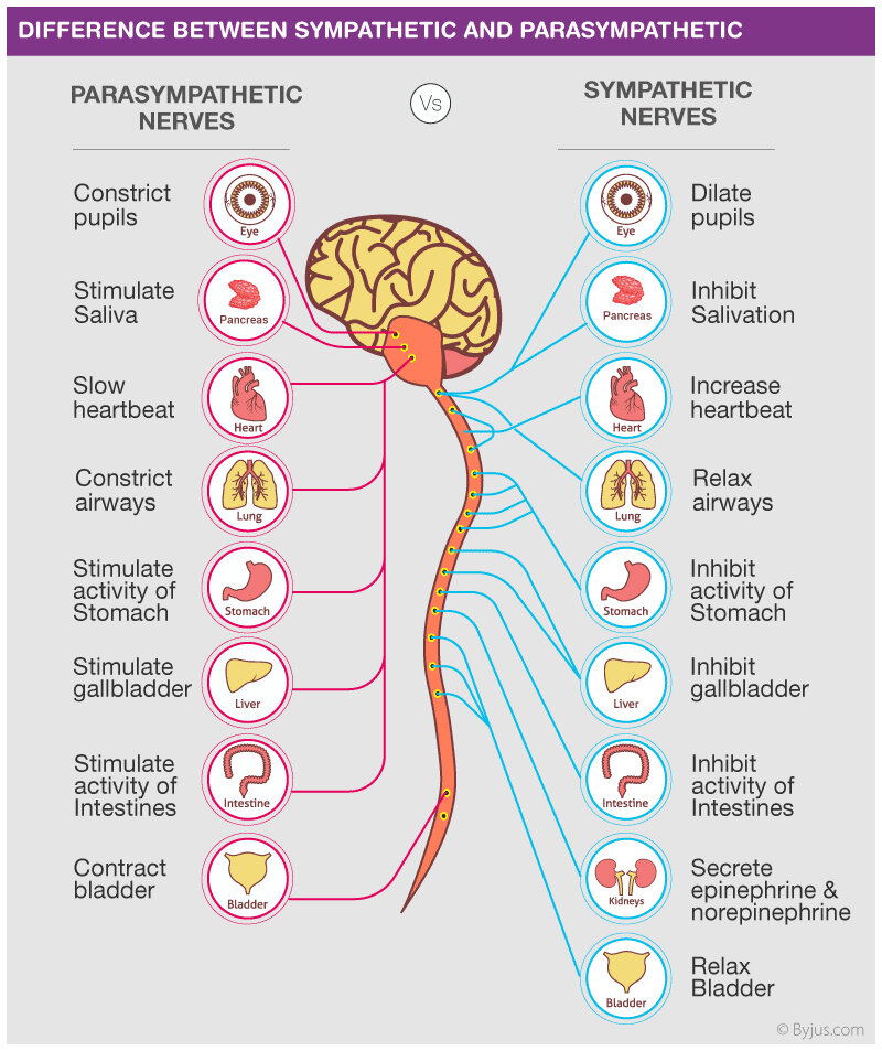 <p><strong>stress response</strong></p>