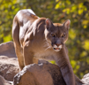 <p>obligate carnivore; large, long-tailed cat; pale brown or buffy above, paler white below</p>