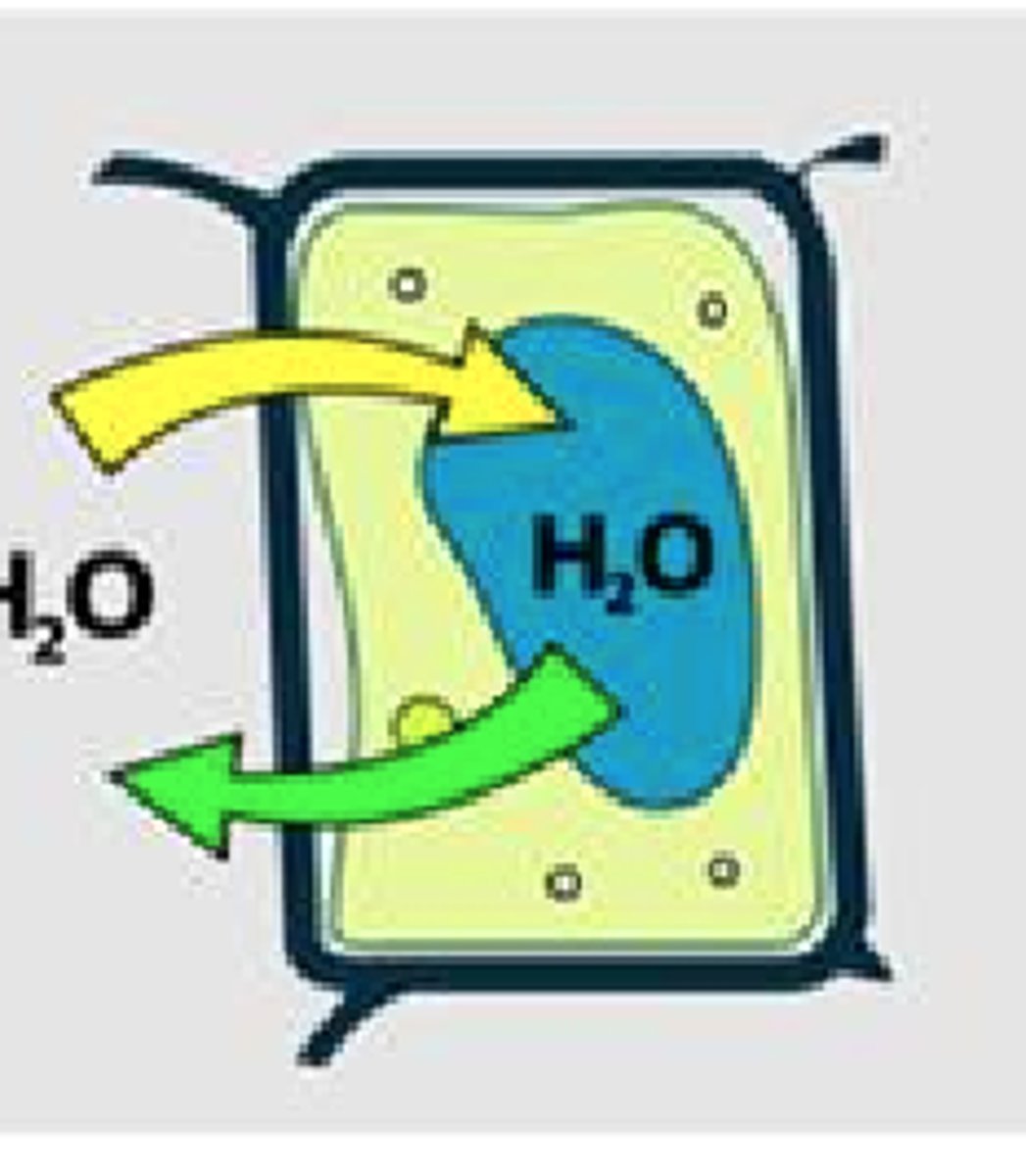 <p>Flaccid, Isotomic</p>