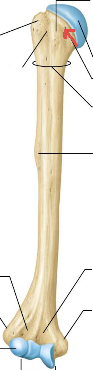 <p>what is this part of the humerus?</p>