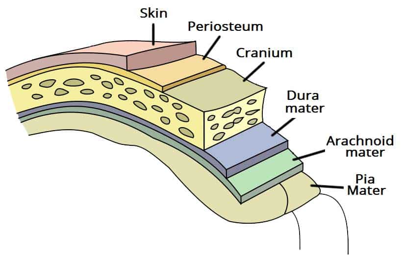 <p>Middle Web-like Fibers (Middle C. Meninges)</p>