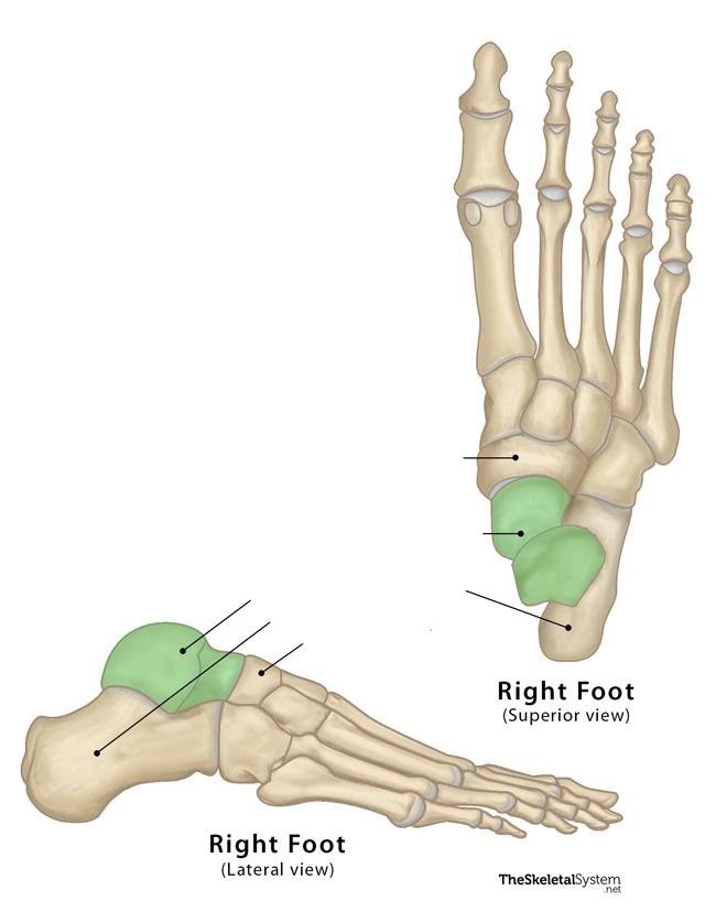 <p><span>between tibia and fibula and calcaneus</span></p>