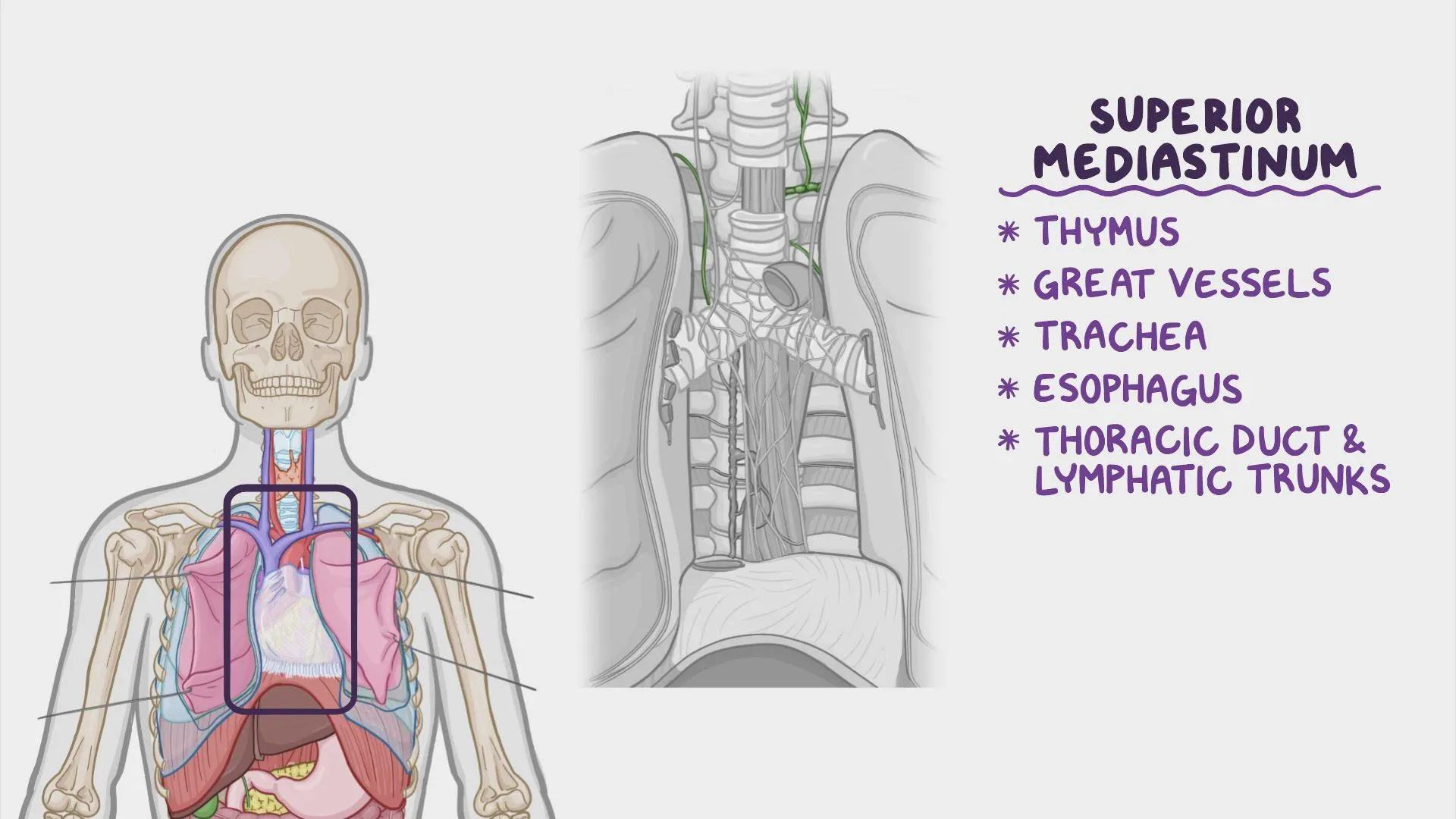 <p>In the <strong>superior thoracic cavity</strong>.</p>