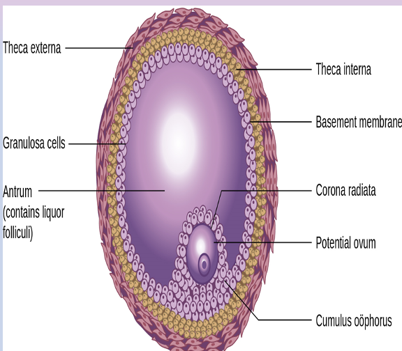 <ol><li><p>follicle is developing from primary to secondary stage of development, egg will begin to enlarge; increase cytoplasm and organelles</p></li><li><p>once 2X or 3X bigger: develop the zona pellucida, granulosa cells known as corona radiata</p></li><li><p>this arrangement = very large cell, only nutrients the embryo will have until the outer wall, zona pellucida, attaches to the uterine wall</p></li></ol>